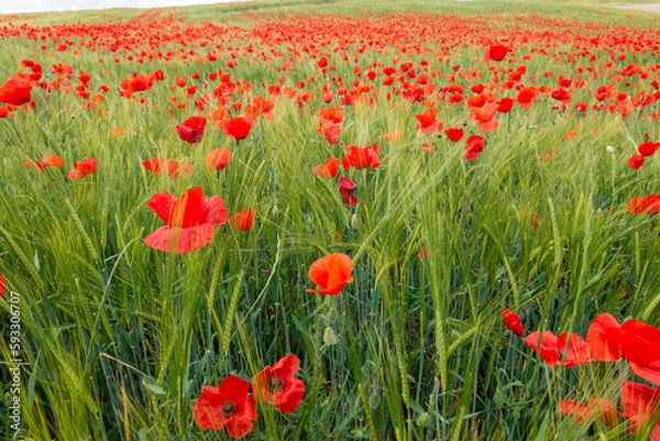 Obraz Campo de amapolas rojas