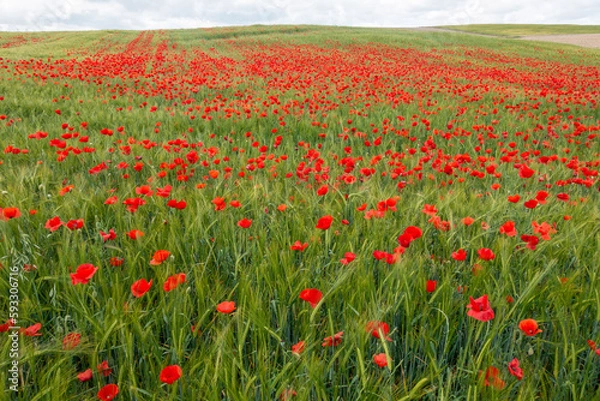 Obraz Campo de amapolas rojas