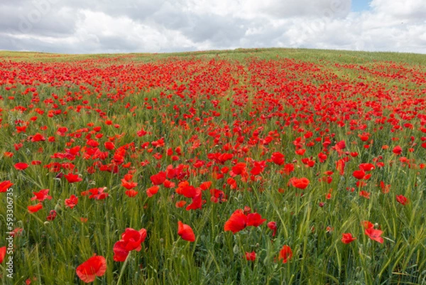 Obraz Campo de amapolas rojas