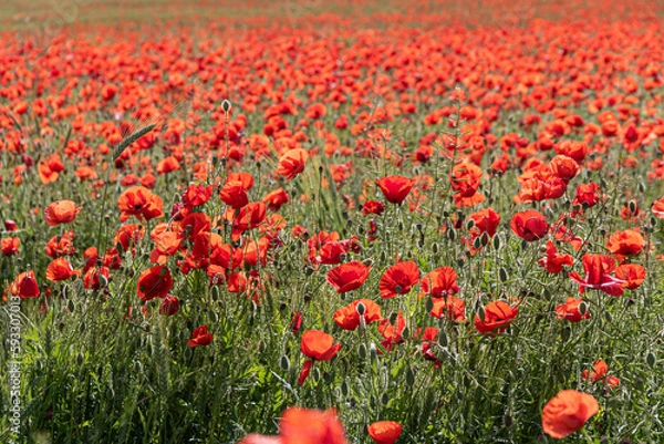 Obraz Campo de amapolas rojas
