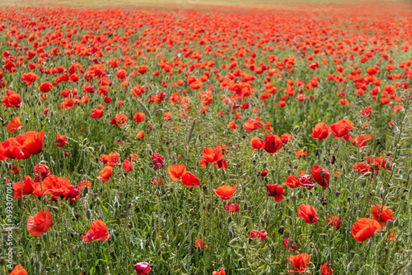 Obraz Campo de amapolas rojas