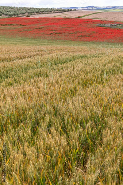 Obraz Campo de amapolas rojas