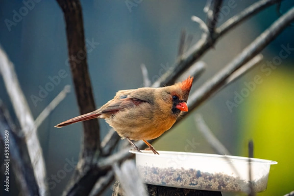 Fototapeta robin on a branch