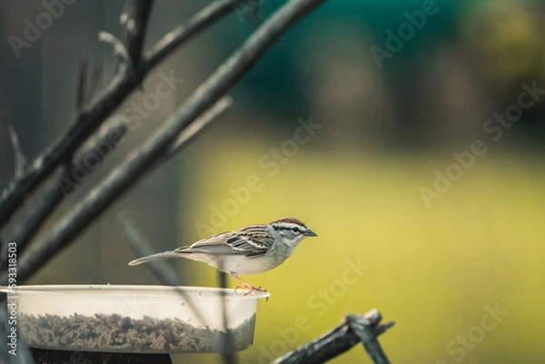 Fototapeta sparrow on a fence