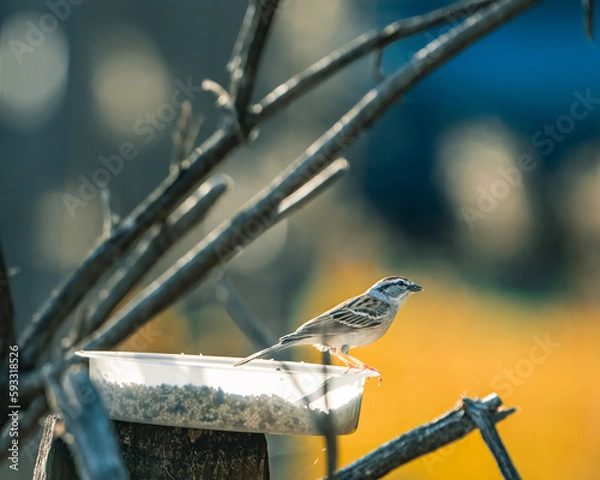Fototapeta sparrow on a branch