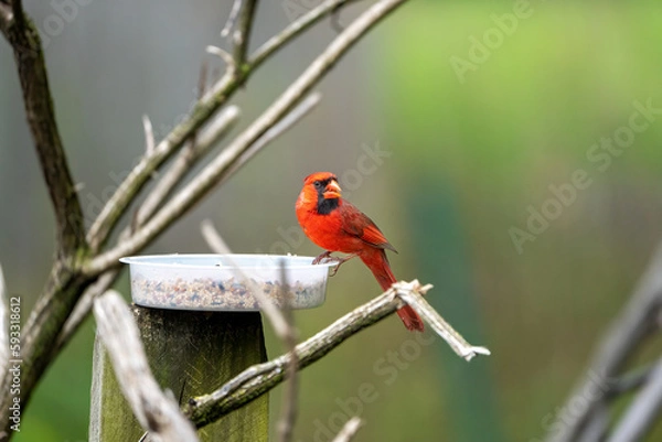 Fototapeta cardinal on a branch