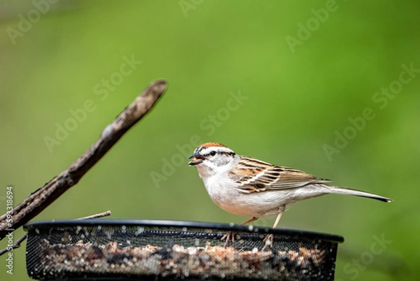 Fototapeta sparrow on a branch