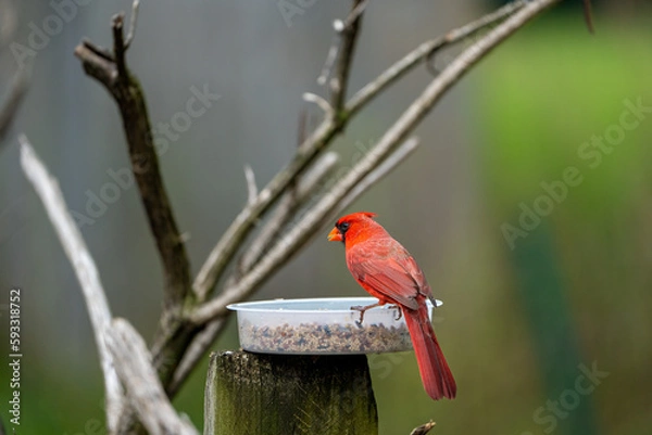 Fototapeta cardinal on feeder
