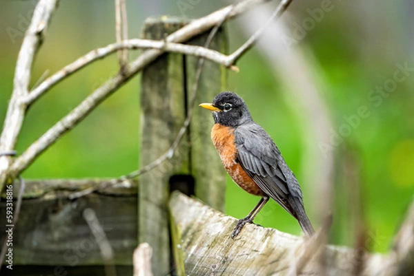Fototapeta robin perched on a branch