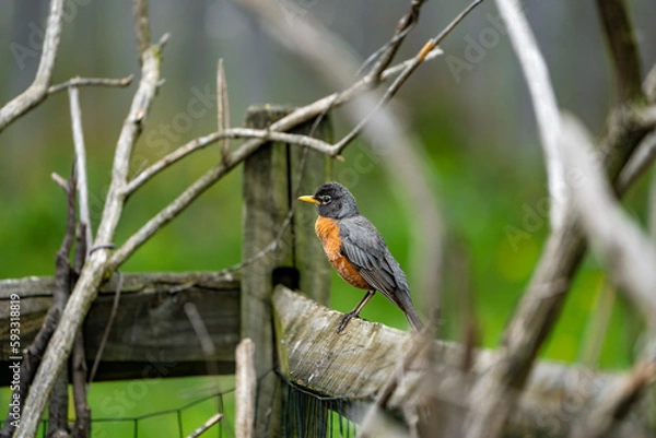 Fototapeta robin on branch