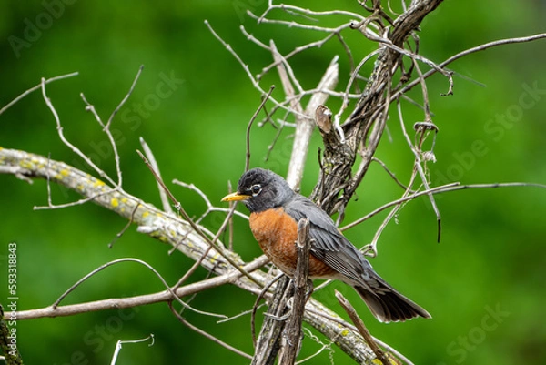 Fototapeta robin on a branch