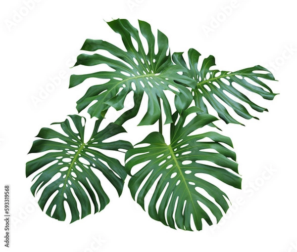 Obraz Green Monstera, philodendron leaves tropical plant evergreen vine isolated on white background, clipping path included