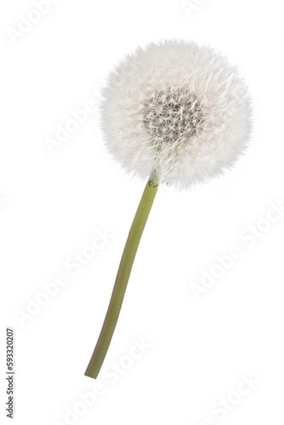 Obraz white isolated dandelion in spring