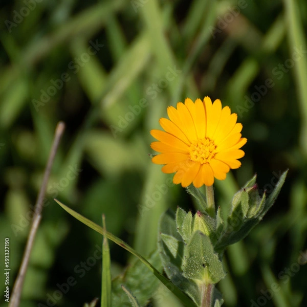 Obraz yellow flower in the grass