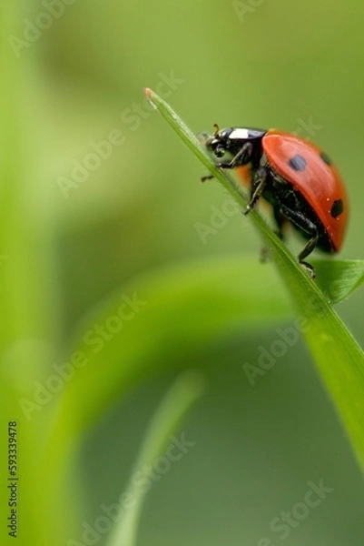Fototapeta Vertical shot of a ladybug settled on a green leaf on a blurry background
