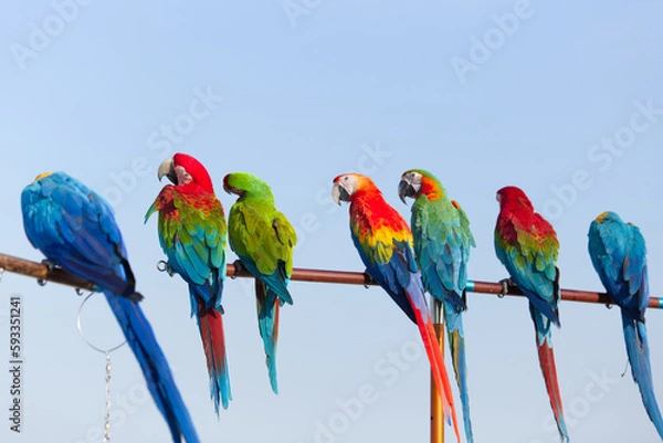 Fototapeta Close up of colorful scarlet macaw parrot pet perch on roost branch with blue clear sky background