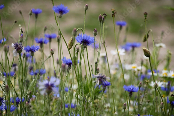 Obraz flowers in the field