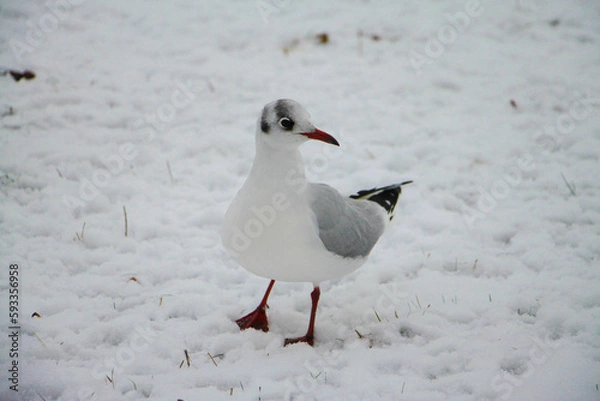 Obraz seagull on snow