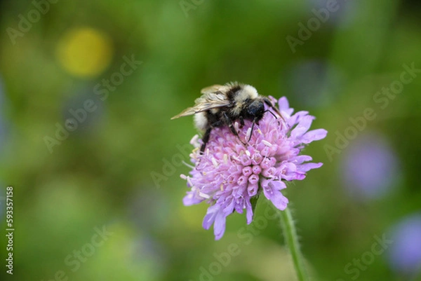 Obraz bee on a flower