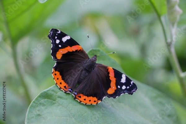 Obraz butterfly on leaf