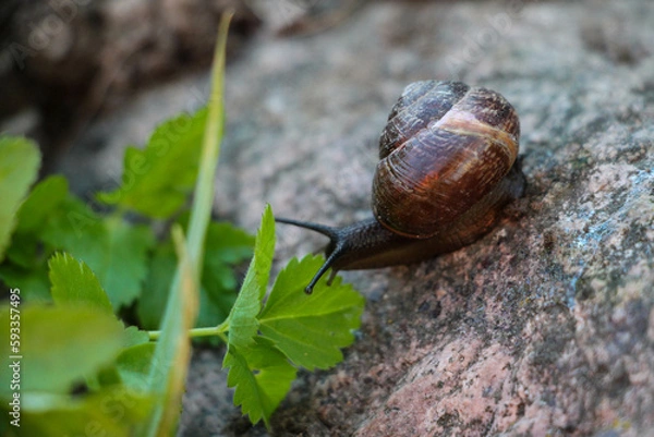 Obraz snail on a leaf