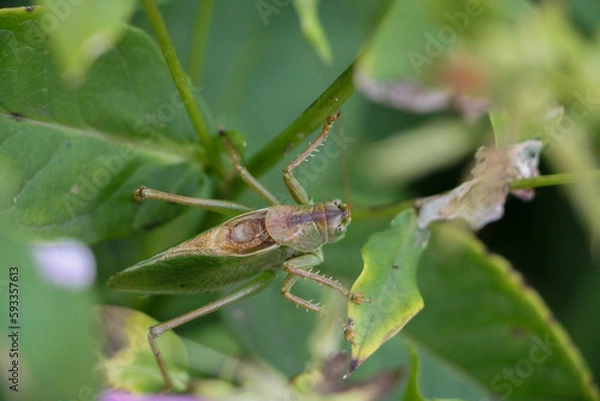 Obraz grasshopper on a leaf