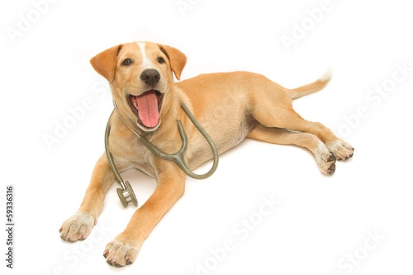 Fototapeta Śliczny zdrowy szczeniak z stetoskopem