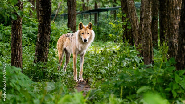 Fototapeta wolf standing in a forest 