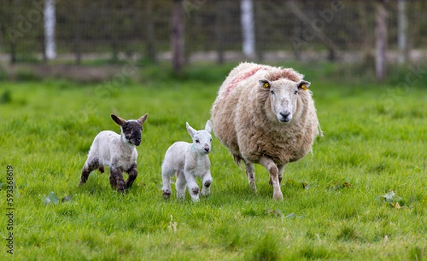 Fototapeta Ewe with twin lambs running in field. Young baby sheep with mother during Spring, isolated against green grass. Ireland