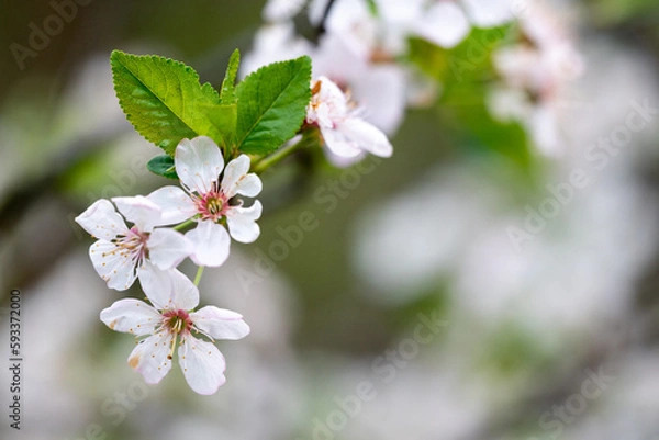 Obraz white cherry blossom in spring