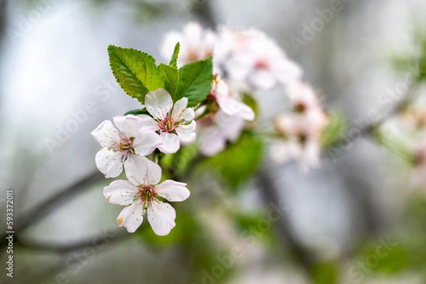 Obraz white cherry blossom in spring