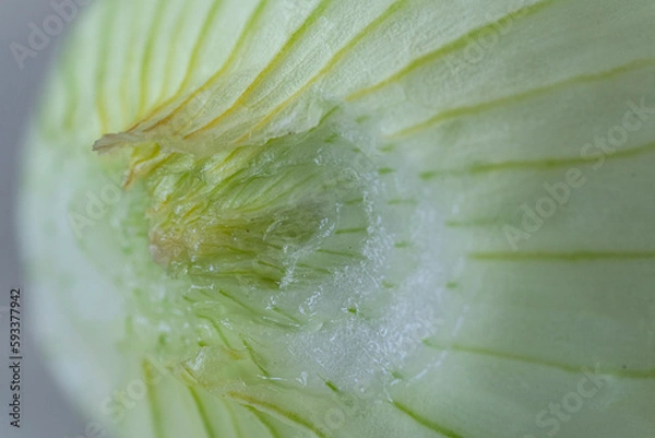 Fototapeta Close up of a green onion. Macro photography of onion peel.