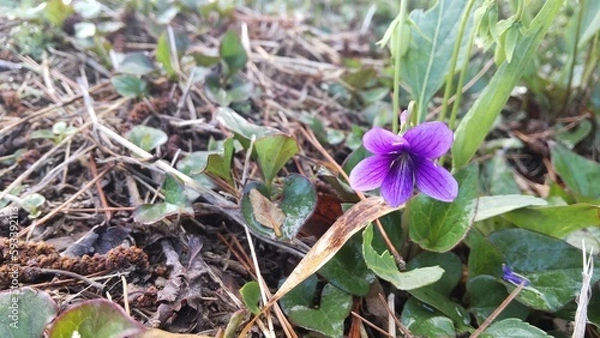 Obraz 4月に咲くすみれ