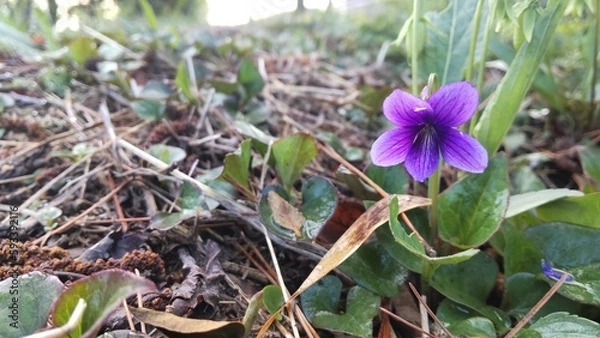 Obraz 4月に咲くすみれ