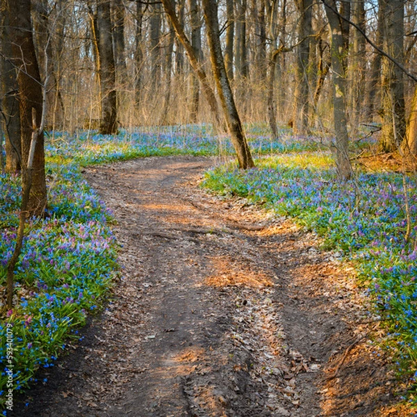 Obraz Spring forest path with snowdrops growing around