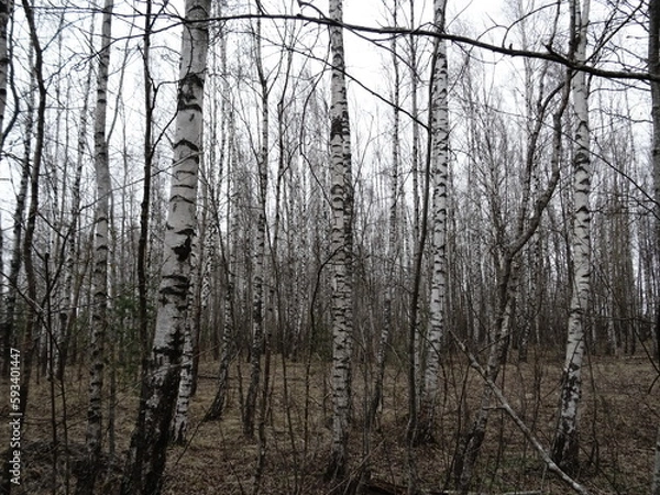 Obraz Birch grove in the forest
