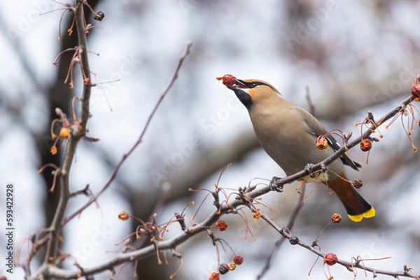 Obraz Bohemian waxwings  (Bombycilla garrulus) in spring 