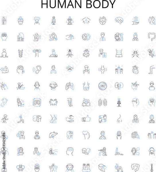 Fototapeta Human body outline icons collection. Anatomy, Organ, Skeleton, Muscle, Cell, Heart, Lungs vector illustration set. Brain, Nerve, Skin linear signs