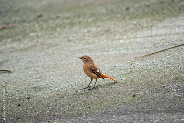 Obraz ジョウビタキ‐02