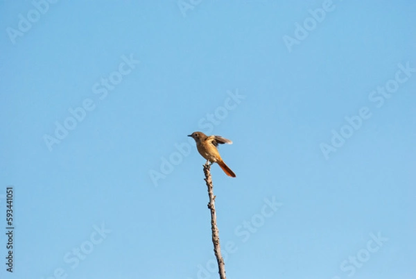 Obraz ジョウビタキ‐01