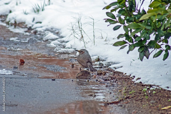 Obraz ヒヨドリ‐01