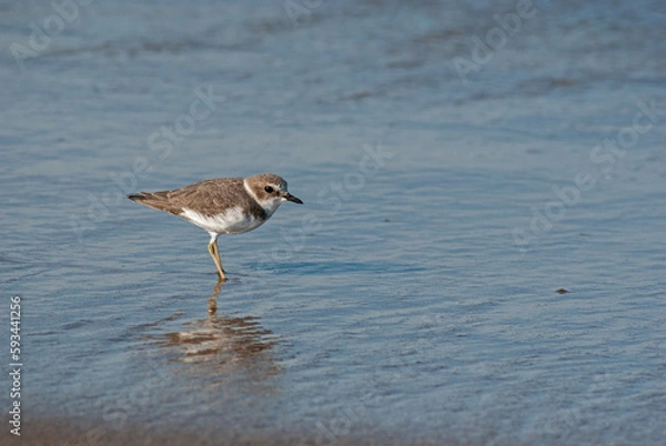 Obraz シロチドリ‐05