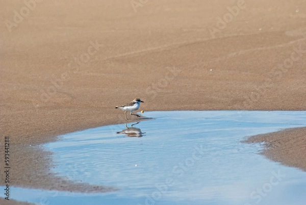 Obraz シロチドリ‐01