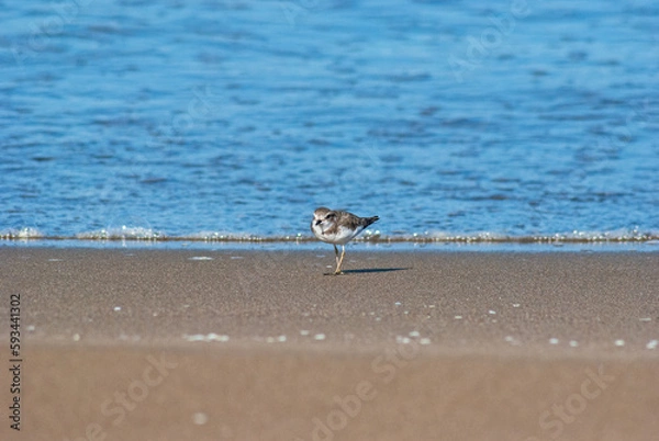 Obraz シロチドル‐02