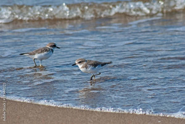 Obraz シロチドリ‐03