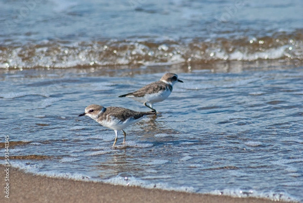 Obraz シロチドリ‐04