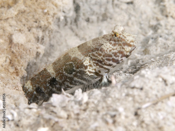 Obraz Target shrimp goby