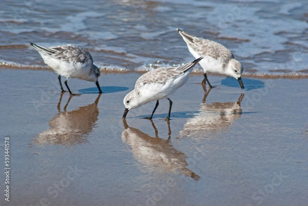 Obraz ミユビシギ‐06