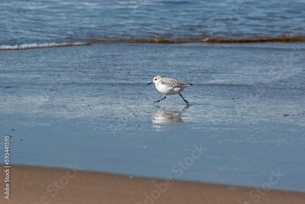 Obraz ミユビシギ‐03