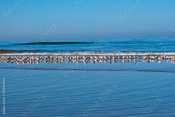 Obraz ミユビシギ‐01